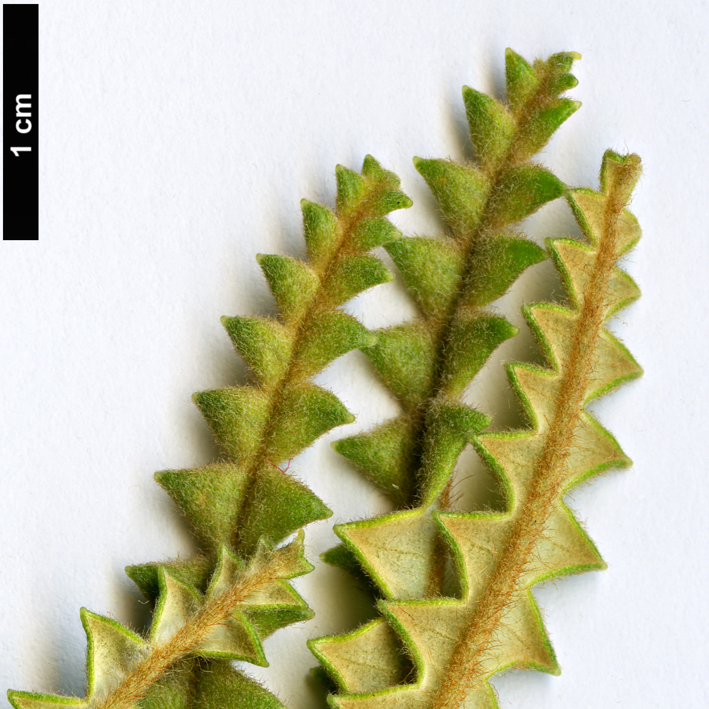 High resolution image: Family: Proteaceae - Genus: Dryandra - Taxon: plumosa - SpeciesSub: var. denticulata  
